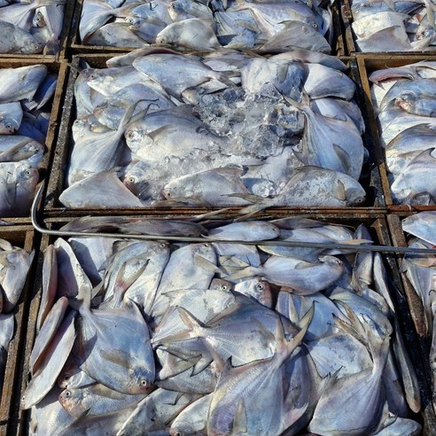 당일조업 자연산 병어 a pomfret