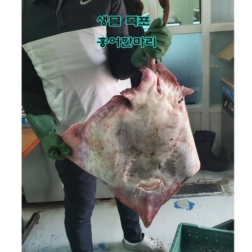 신안 암치홍어 8kg 한마리(평일3시이전 주문시 당일발송 다음날도착)