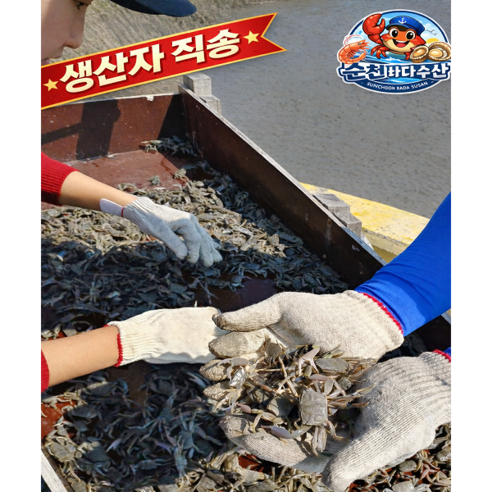 2026 생산자직송  특품 생물 칠게