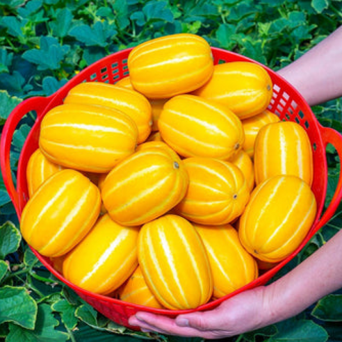[파격초특가] 산지선별 초고당도 가정용 성주참외, 1박스, 3kg (대과)