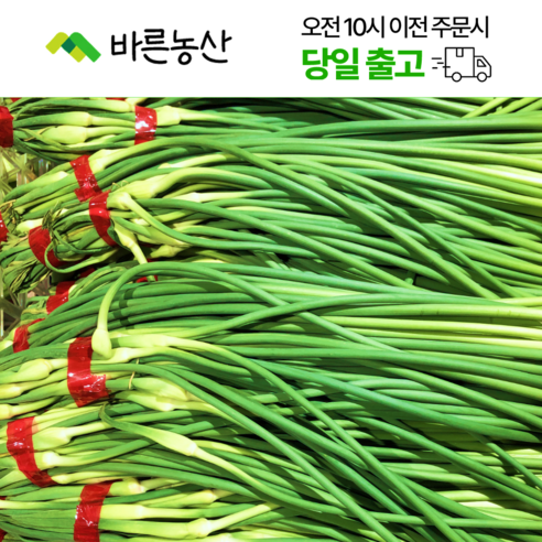 < 바른농산 > 국내산 마늘쫑 마늘종, 1개, 2kg