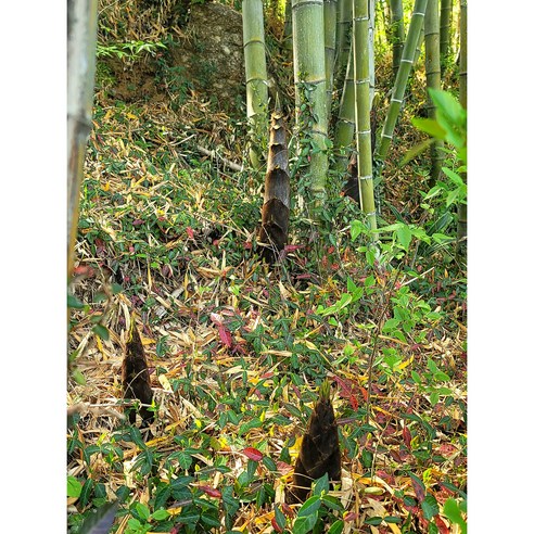 [라라네농장] 백운산 청정지역에서 자란 햇 죽순 분죽 생죽순