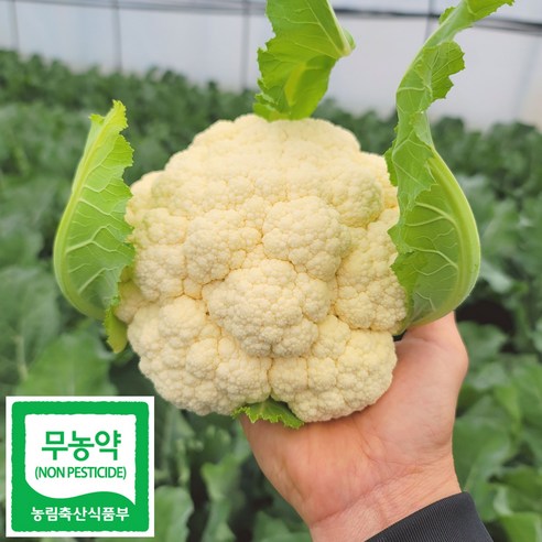 농장에서바로 햇수확 (충남) 무농약 생 콜리플라워 컬리플라워, 친환경 건강식