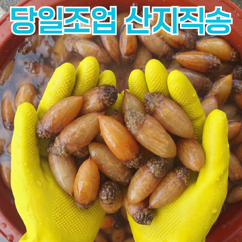 [봄제철한정] 국산 남해안 생물 미더덕 횟감