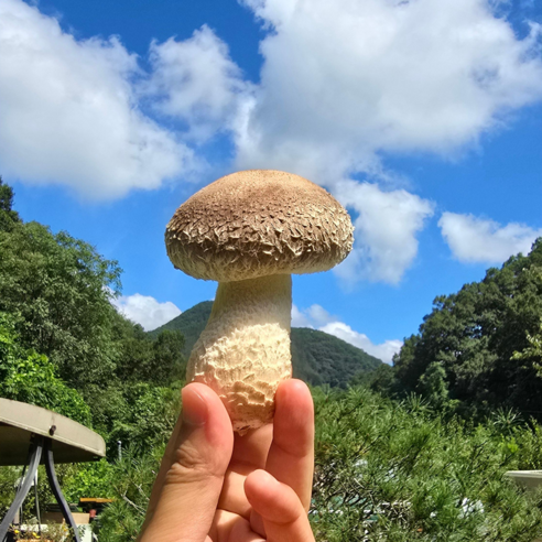 [100% 산지직송] 프리미엄 송화버섯 어버이날 부모님 할머니 선물 만족도 최상, 1개, 500g(가정용_중품)