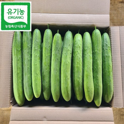 유기농법으로 직접 재배한 백다다기 오이- 10 kg 한박스
