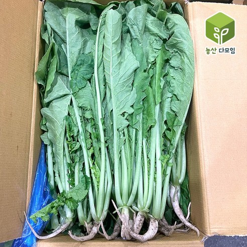 열무 4kg 2박스 묶음