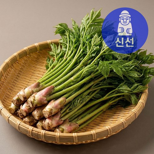 국내산 땅두릅 봄나물 산지직송 제철 두릅 신선상회