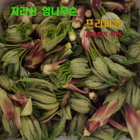 십이계절 지리산 엄나무순 개두릅 음나무순 프리미엄