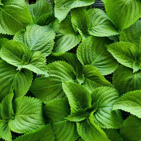 무농약 금산 깻잎 찹찹이 (벌크), 1kg, 1박스
