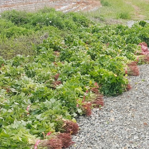 금메달농수산 해남 정품 꿀고구마 모종, 1개, 20kg