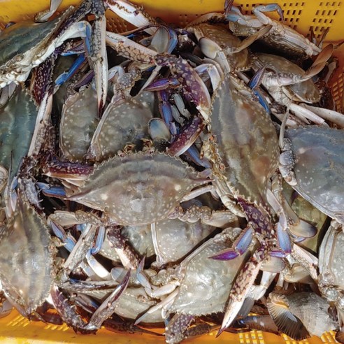 당일조업, 서해안 알배기 암꽃게 3kg, 1박스, 1박스, 2kg