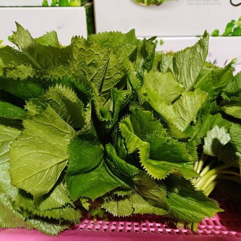[제니네 제철과일] [SG] 산지발송 유기농 곰취 향긋한 봄나물, 3kg, 1개, 4L