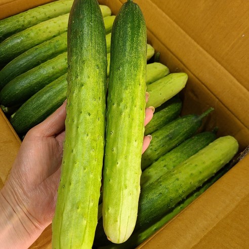 특품 신선한 백오이 지오이 백다다기오이 2kg(10개내외),3kg(15개내외),6kg(30개내외),10kg(45-50개), 2kg(10개내외), 1박스