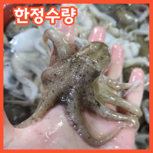 [마감임박] 선주직송 쫄깃폭발 국내산 쭈꾸미