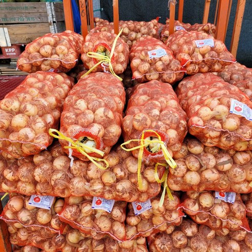 [푸드팜] 장아찌용 햇양파 양파 5kg 10kg