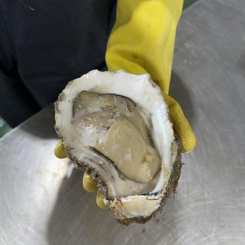 [제니네 제철과일] 통영 산지직송 자연산 바위굴 1kg 5kg 10kg 벚굴, 2개, 바위굴 5kg (5~8미 내외)
