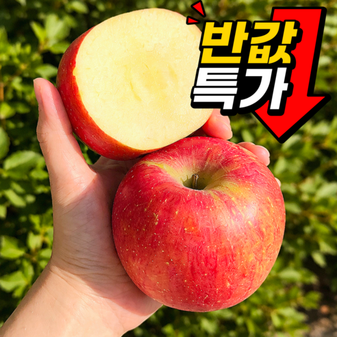 [반값타임초특가] 100박스한정 아삭달콤한 고당도 부사사과