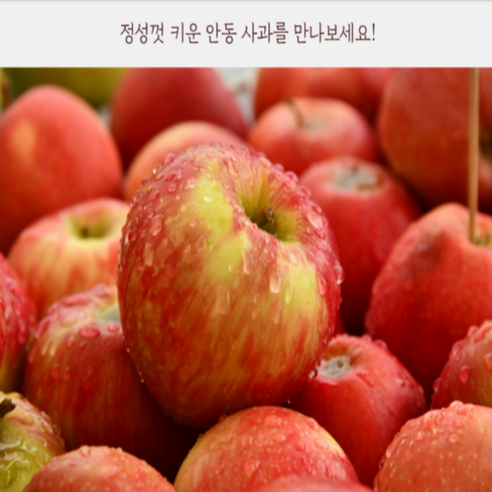 초특가! 못난이 안동사과, 1개, 5kg 가정용부사 중과(15~24개)