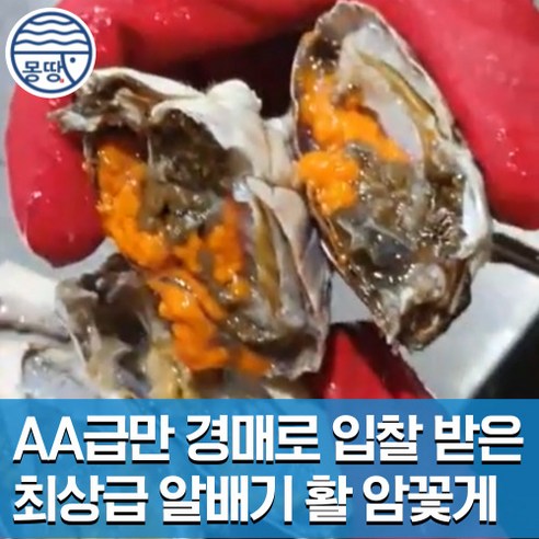 몽땅농수산 국내산 산지직송 생물 활꽃게 암꽃게 알배기 1kg, 1개, AA급 경매 연안 활 암꽃게 1kg(4-6미)