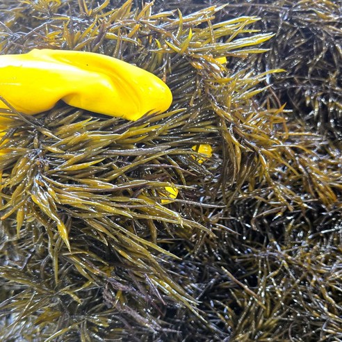완도 생톳 당일채취 제철 해초 생 톳 1kg / 2kg / 4kg 지아수산