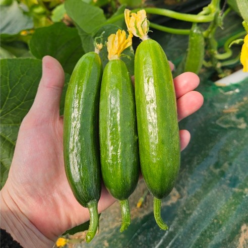 [산지직송, 당일발송] 예스팜, 미니오이, 스낵오이, 피클오이, 미니오이1.3kg, 1박스, 1.3kg