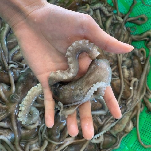 산낙지 총알 산소포장 살아서가는 산낙지 쫄깃 통통 보양식 고흥 뻘낙지, 4개, 중대 (150g 내외)