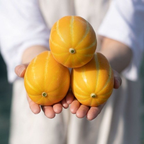 [당도보장] 숲속상점 고당도 성주 참외 당일수확 산지직송