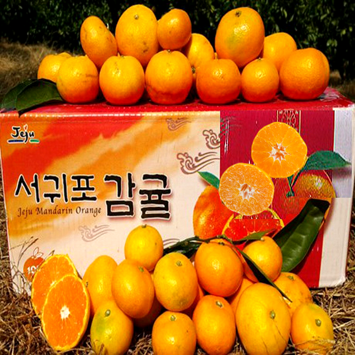 황금농원 서귀포 고당도 조생 귤 첫출하