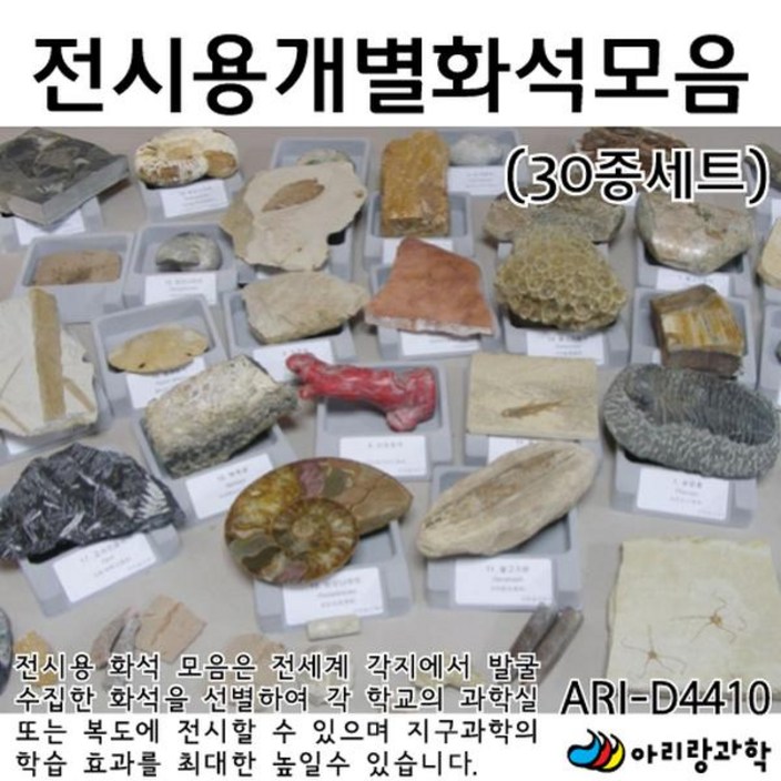 화석-전시용개별화석모음 30종세트
