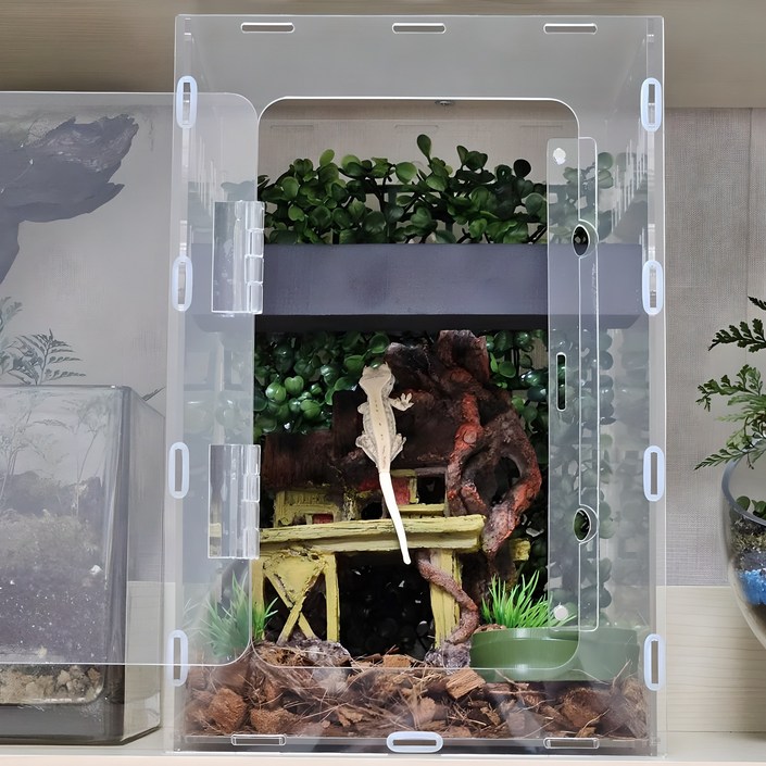 크레스티드 게코 깊은숲 사육장 도마뱀 키우기 크레 사육장