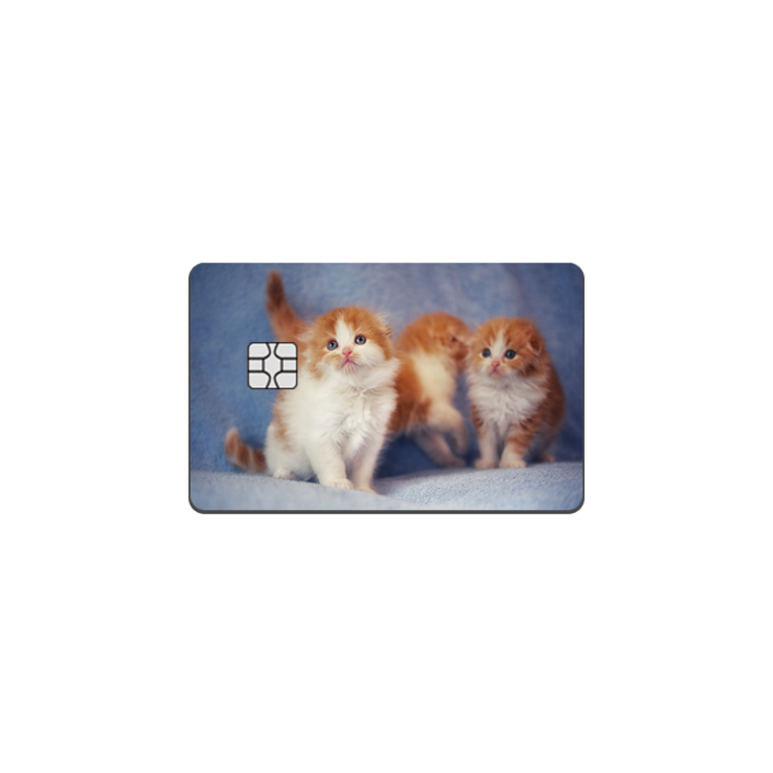 아르토르 Cheese kittens 카드스킨