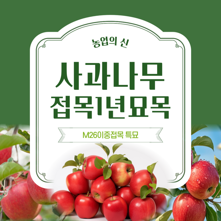 농업의 신미얀마 미야비 감홍 부사 홍로 사과나무 묘목  접목1년생 M26대목 이중접목